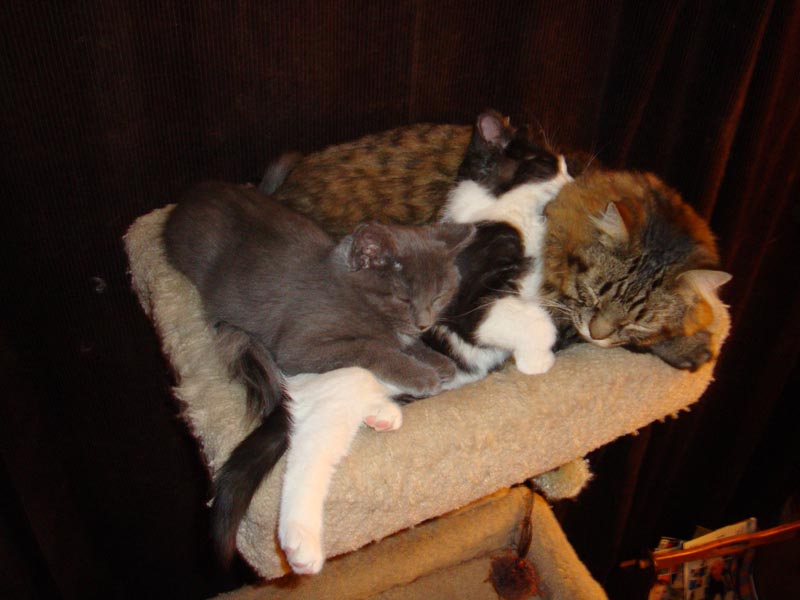 101130_16_cats