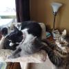101201_02_cats