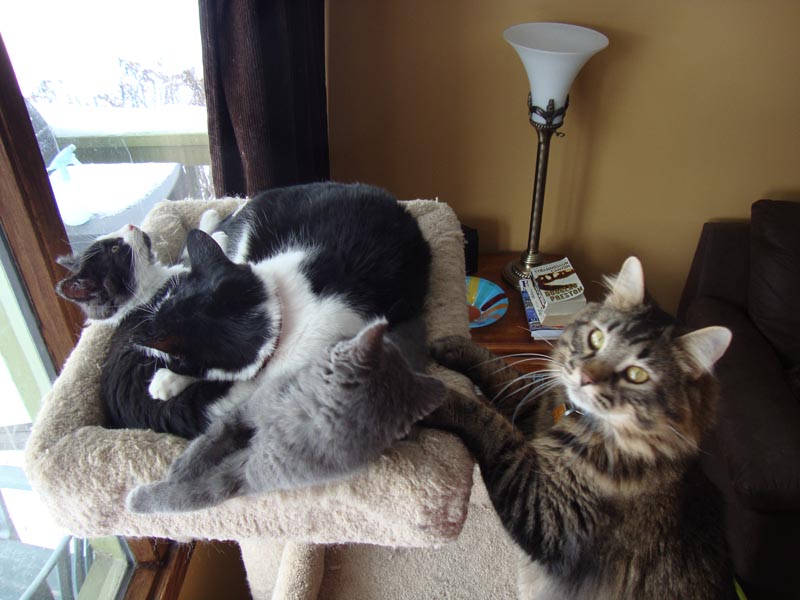101201_02_cats