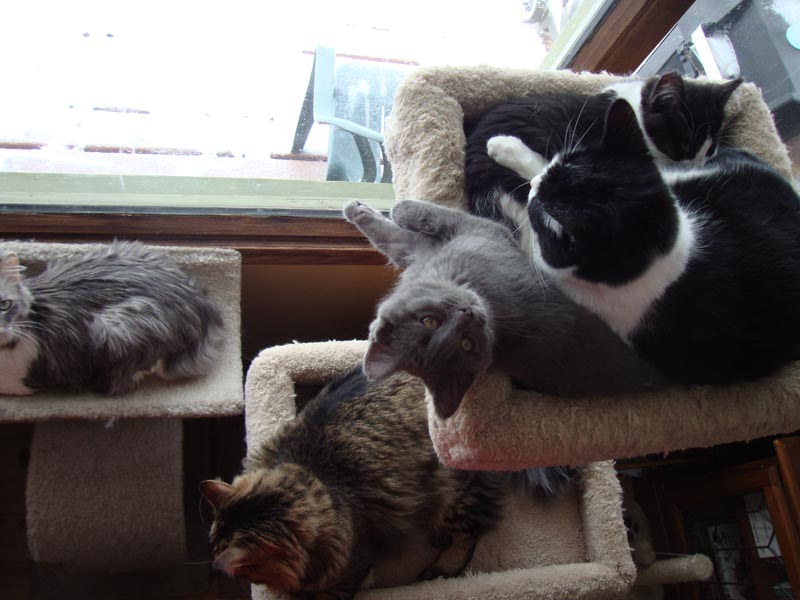 101201_03_cats