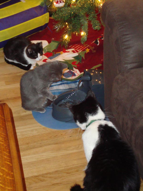 101215_01_cats