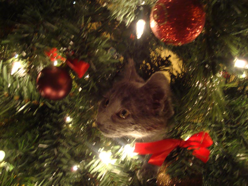 101221_02_cats
