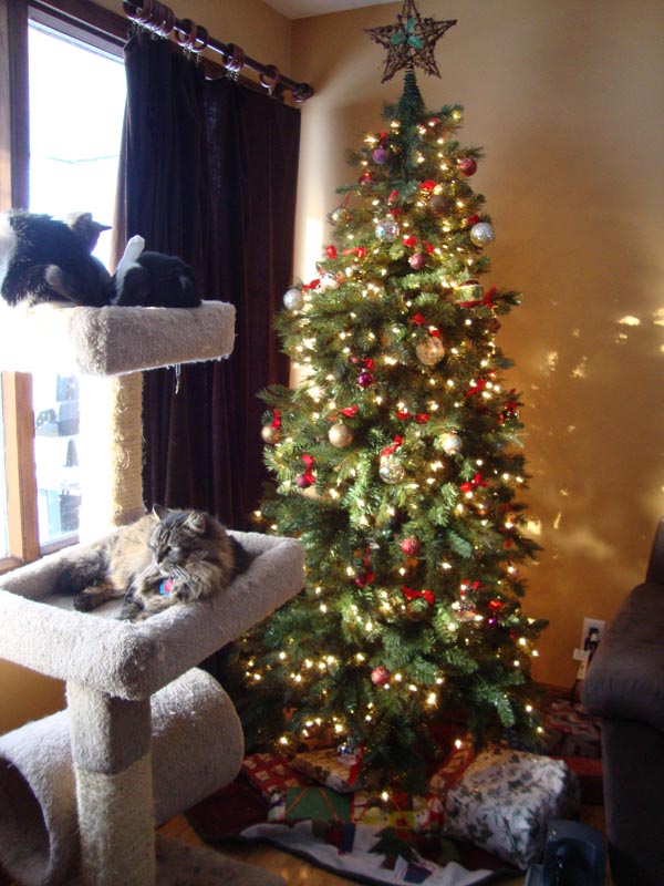 101224_01_cats