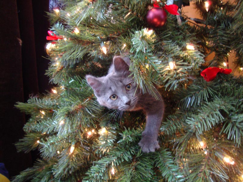 101227_01_cats