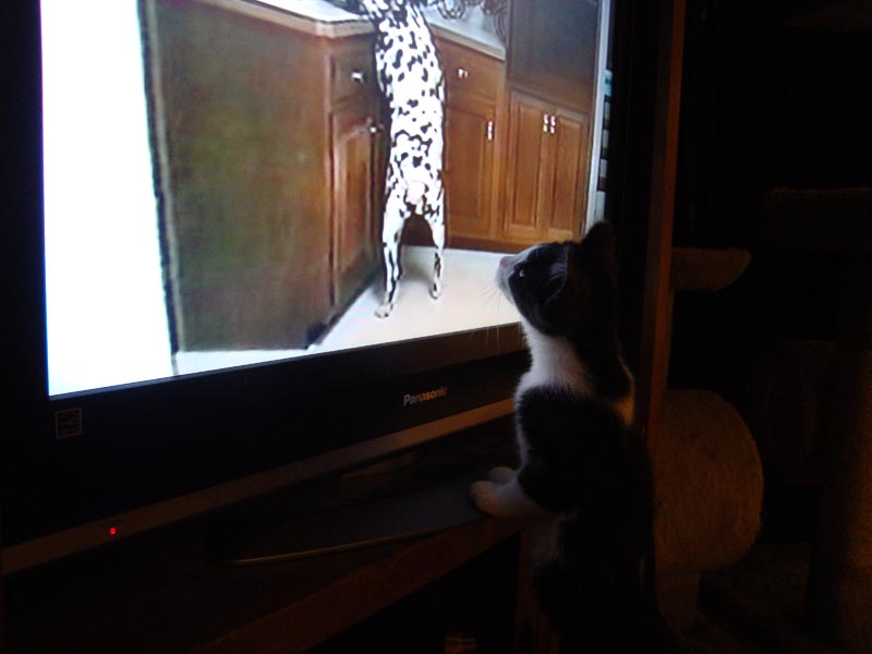 101230_02_cats