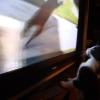 101230_03_cats