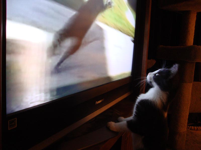 101230_03_cats