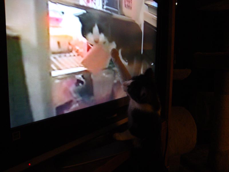 101230_04_cats