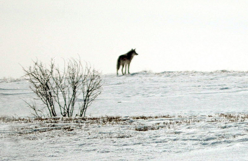 100312_01_highway1_coyote