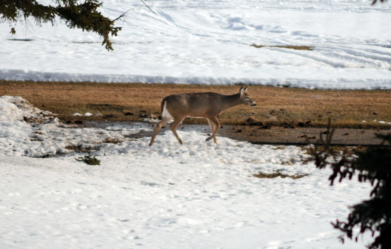 100312_24_kenoseelake_deer