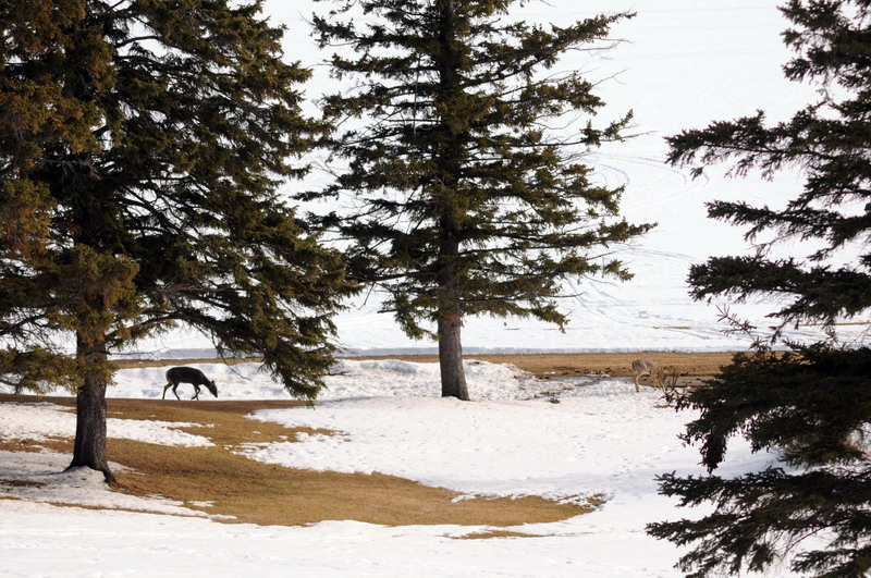 100312_25_kenoseelake_deer