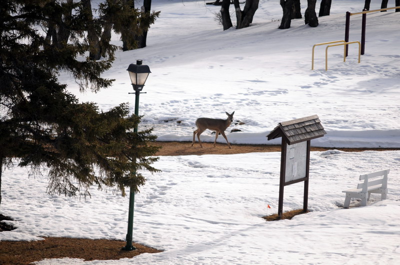 100312_27_kenoseelake_deer