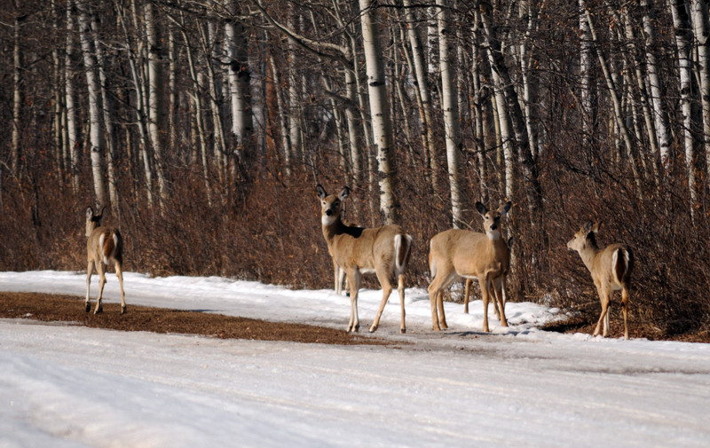 100313_03_kenosee_deer