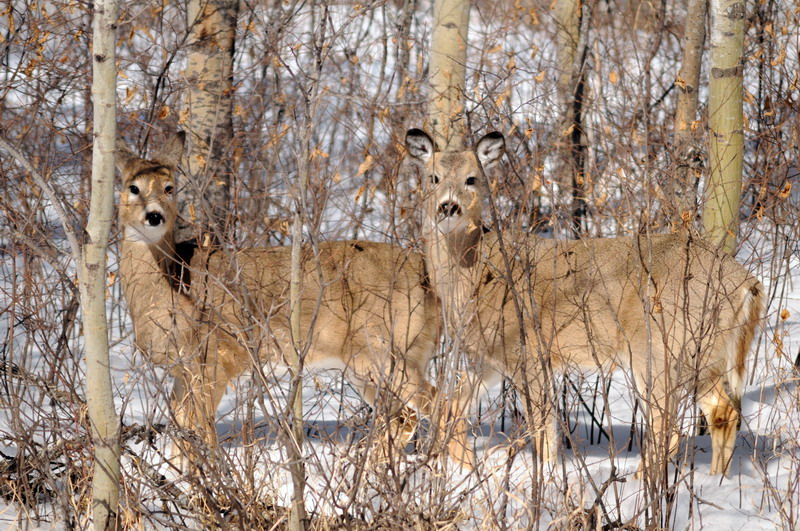 100313_07_kenosee_deer