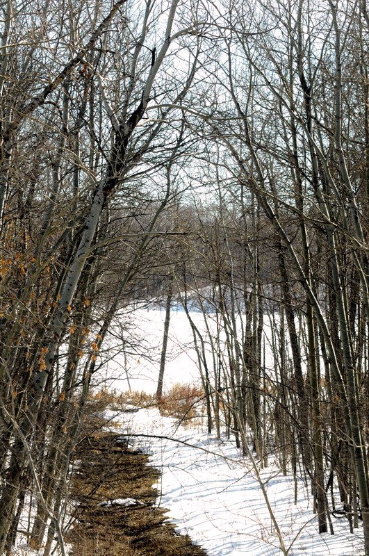 100313_37_moosemountain