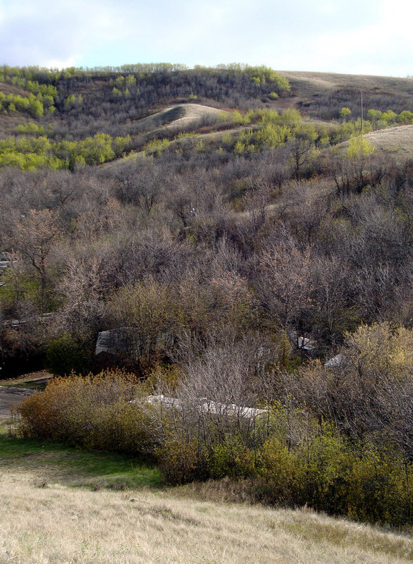 100507_025_buffaloviewcampground