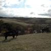 100507_027_buffaloviewcampground