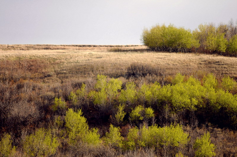 100507_042_buffaloviewcampground