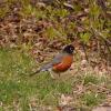 100507_049_buffaloviewcampground_robin