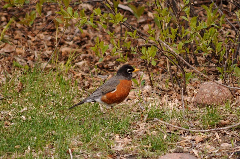 100507_049_buffaloviewcampground_robin