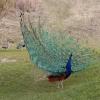 100507_054_buffaloviewcampground_peacocks