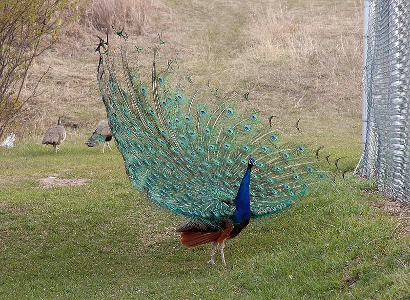 100507_054_buffaloviewcampground_peacocks