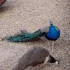 100507_056_buffaloviewcampground_peacocks