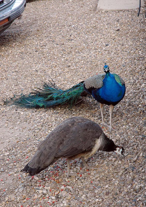 100507_056_buffaloviewcampground_peacocks