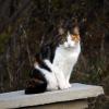 100507_061_buffaloviewcampground_cat
