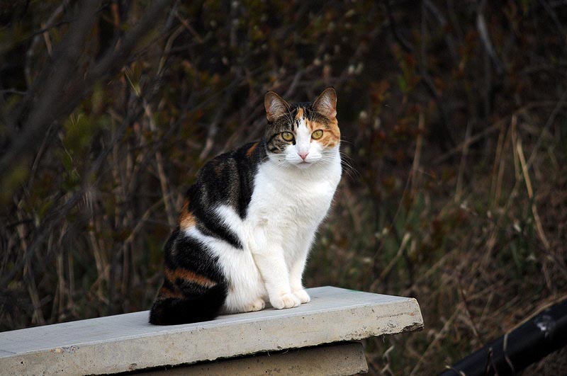 100507_061_buffaloviewcampground_cat