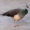 100507_064_buffaloviewcampground_peacocks