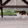 100507_066_buffaloviewcampground_cat