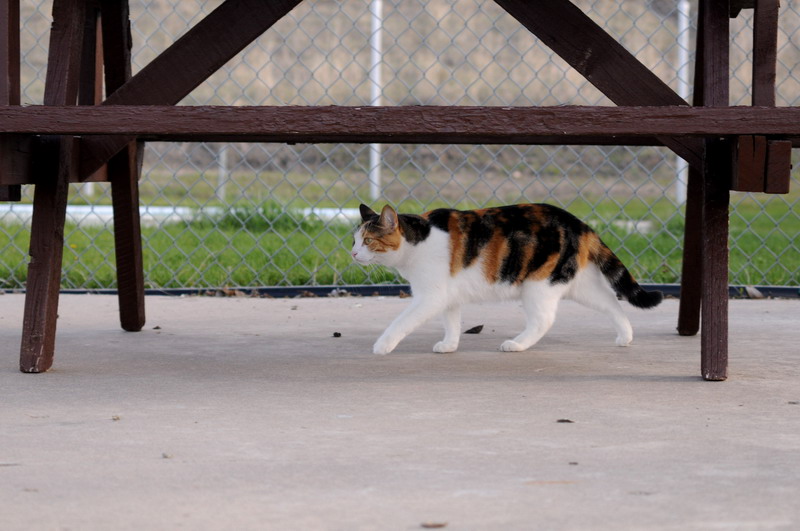 100507_066_buffaloviewcampground_cat