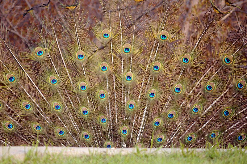 100507_067_buffaloviewcampground_peacocks
