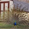 100507_068_buffaloviewcampground_peacocks