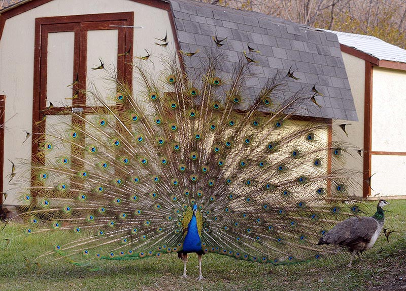 100507_068_buffaloviewcampground_peacocks