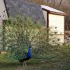 100507_069_buffaloviewcampground_peacocks