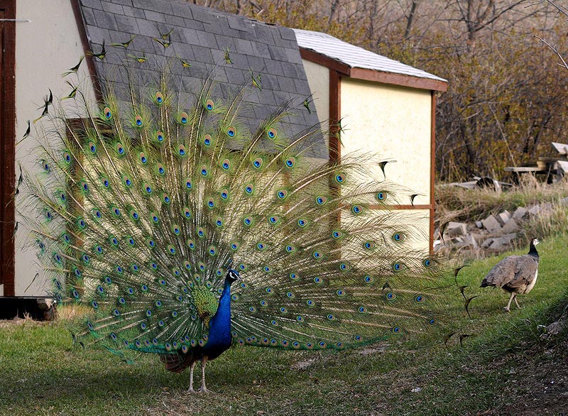 100507_069_buffaloviewcampground_peacocks