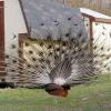 100507_070_buffaloviewcampground_peacocks