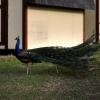 100507_071_buffaloviewcampground_peacocks