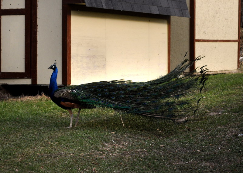 100507_071_buffaloviewcampground_peacocks
