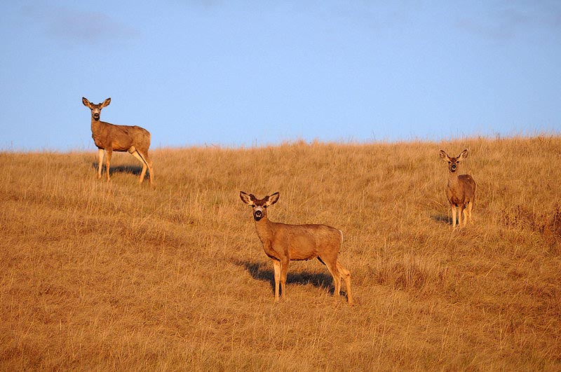 100507_080_buffaloviewcampground_deer
