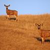 100507_081_buffaloviewcampground_deer