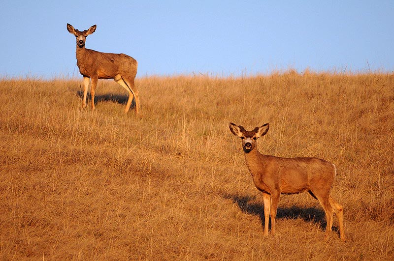 100507_081_buffaloviewcampground_deer