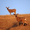 100507_084_buffaloviewcampground_deer
