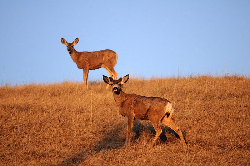 100507_084_buffaloviewcampground_deer