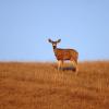 100507_087_buffaloviewcampground_deer
