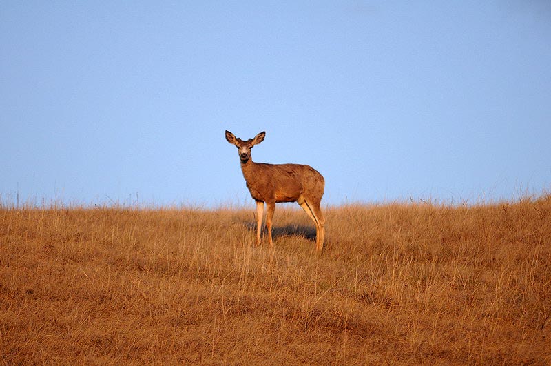 100507_087_buffaloviewcampground_deer