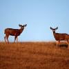 100507_089_buffaloviewcampground_deer
