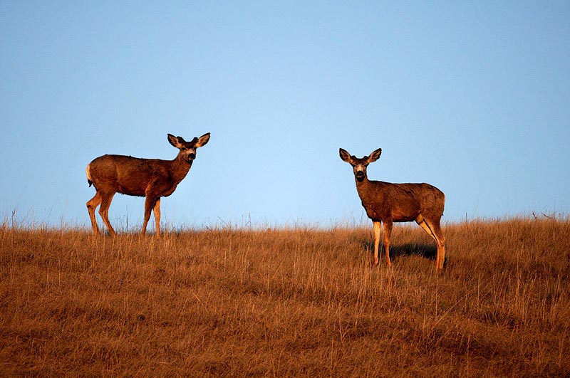 100507_089_buffaloviewcampground_deer
